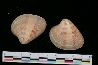 藏品(日本環文蛤)的圖片